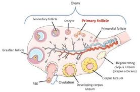 Ivf1 Amh Levels Assess Ovarian Reserve