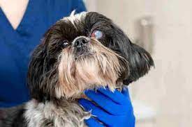 Shih Tzu Eye Problems