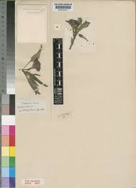 Image result for Pterodiscus elliottii