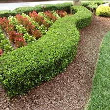 Image result for Carissa