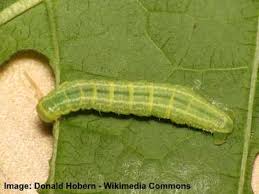 Jeden tag werden tausende neue, hochwertige bilder hinzugefügt. 31 Types Of Green Caterpillars With Identification Guide And Pictures