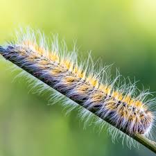 La femelle papillon pond ses œufs entre juin. Les Dangers De La Chenille Processionnaire Pour Le Cheval Horsia