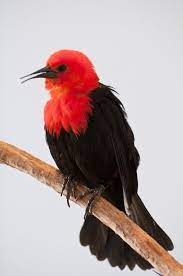 Oct 05, 2019 · flickers in kentucky have bright yellow wing and tail linings when they fly. Red Headed Blackbird Beautiful Birds Nature Birds Wild Birds