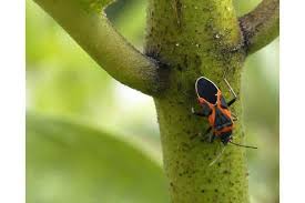 The best way for a home owner to get rid of these bugs depends on where they are located. How To Get Rid Of The Box Elder Bug How I Get Rid Of