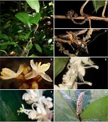 Image result for Commelina bracteosa