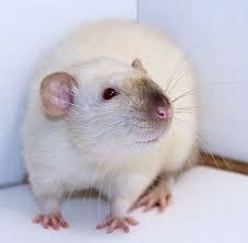 Dumbo Himalayan Looks Almost Exactly Like One Of My Old Rats Pet Rats Super Cute Animals Cute Rats