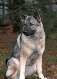 Image result for norský losí pes šedý