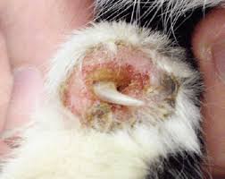 Autoantibodies attack a component of the adhesion molecules on. Disease Facts Pemphigus Foliaceus In The Dog And Cat Craig 2013 Companion Animal Wiley Online Library