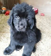 We did not find results for: Stolen Missing Pets On Twitter Sybel Female Newfoundland Puppy Stolen From Freiston Boston Lincolnshire On 19th February 2018 In House Burglary Contact 07531281931 Or Call Lincspolice On 101 Doglostuk Https T Co Ok5qlozil5 Pettheft