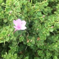 Image result for Barleria holubii