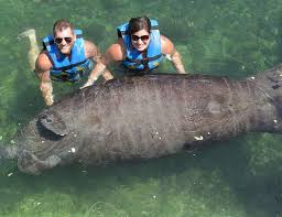 Maybe you would like to learn more about one of these? Florida Enggak Melulu Pantai Tapi Juga Bisa Berenang Bareng Lembu Laut Okezone Travel