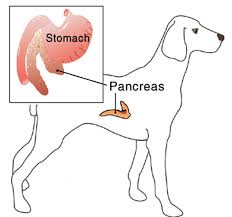 5 best homemade diet for dog with ibd. Diabetes In Dogs Vetwest Animal Hospitals