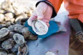 One bushel of oysters weighs approximately 45 to 60 pounds and contains between 100 and 150 oysters. The Coastal Carolina Anthology Cultivate Bit Grain
