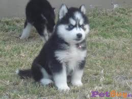 Hello friends this video will provide info about siberian husky and the current price in india for 2020. Siberian Husky Puppies For Sale At Best Price In Mumbai