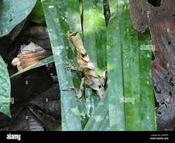 Image result for Anolis scypheus