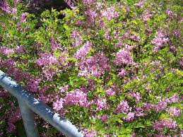 Image result for Indigofera kirkii