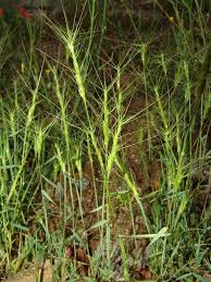 Image result for Rhytachne triaristata