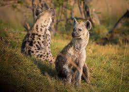 The following are the loudest land animals. Top 10 Loudest Animals In The World The Mysterious World