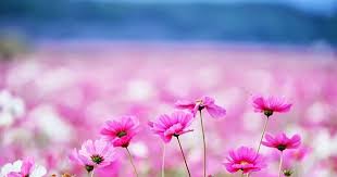 Daftar nama bunga, gambar bunga cantik, indah, unik, dan langka, lengkap dengan penjelasannya. Clu6r2bmuyf6nm