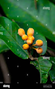 Image result for Uvaria tanzaniae