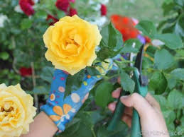Noch während die rose zum ersten mal blüht, würden die so zurückgeschnittenen triebe wieder anfangen zu wachsen und deshalb schon wenige. Rosen Schneiden Praktische Tipps Fur Schon Bluhende Rosen