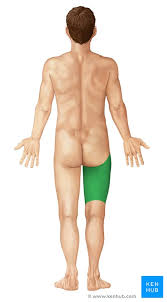 Maybe you would like to learn more about one of these? Regions Of The Lower Limb Anatomy Kenhub