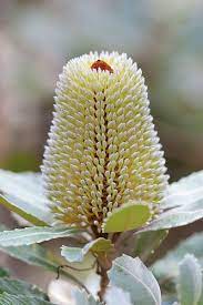 Banksia Serrata Australian Flowers Flora Flowers Australian Native Flowers
