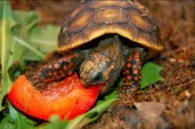 Red Footed Tortoise Care Sheet Diet Habitat Enclosure And