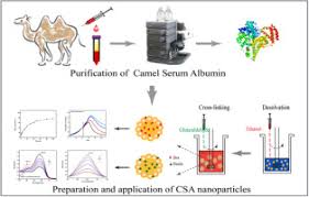 Bactrian Camel Serum Albumins Based Nanocomposite As Versatile Biocargo For Drug Delivery Biocatalysis And Detection Of Hydrogen Peroxide Sciencedirect