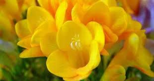 Pin On Flowers Tulips Many Types Of Blooms