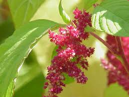 Maybe you would like to learn more about one of these? Amaranth Wikipedia