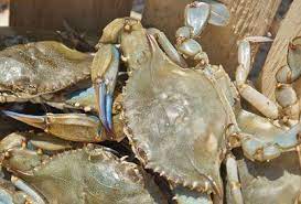 Cooking Blue Crab The Easy Way To Cook Fresh Blue Claw Crabs Blue Claw Crab Blue Crab Boil Recipe Blue Crab Recipes