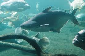 Budidaya ikan patin meliputi beberapa kegiatan, secara garis besar dibagi menjadi 2 kegiatan yaitu pembenihan dan pembesaran. Mengenal Ikan Patin Kerabat Lele Yang Juga Punya Kumis Semua Halaman Bobo