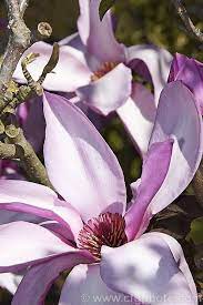 Pin By Fatima On Magnolia Rosa Pink Magnolia Flowers Gif Magnolia Floral Watercolor