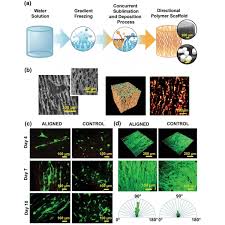 Vapor Sublimation and Deposition Polymerization to Fabricate a Directional  Scaffold for Guiding Tubular Dentin Regeneration