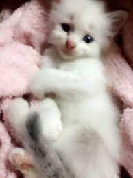 Apabila kucing sakit, daun telinga kucing menjadi dingin 4. Nfarhanahamid Cara Mengubati Kucing Sakit Perut