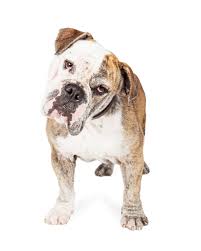Arizona, az french bulldog breeders and rescue organizations contact the rescues and animal shelters below directly for information on adoption and costs and if they have any french bulldog puppies or dogs available. Home Almost Home Bulldog Rescue