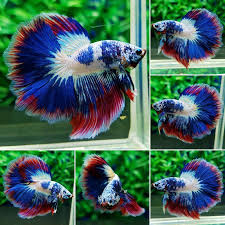 Select from distinct halfmoon betta fish at alibaba.com to enhance the aesthetic appearance of your interior decor. Fwbettashm1524226202 Hm Fancy Fancy Betta Betta Fish Care Betta Fish