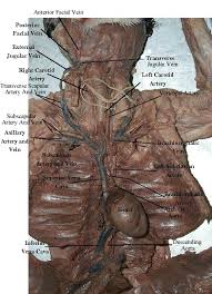 Cat Dissection Study Tools In 2020 Vet Medicine Anatomy Cat Anatomy