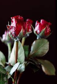If you want them to last indefinitely, you'll need to feed the live flowers a revisiting the waxed roses february 17, 2016 i know that some of you were curious as to how long the flowers that we waxed a few week ago would last on. Easy Halloween Diy Wax Dipped Flowers How To Preserve Flowers Waxed Dipped Roses Wax Flowers