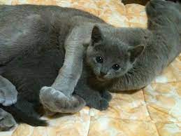 31 Russian Blue Cats Wwwmojekotyeu Ideas Russian Blue Blue Cats Russian Blue Cat