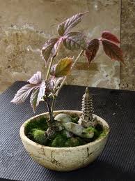 Image result for Cyphostemma barbosae