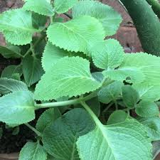 Image result for Coleus amboinicus