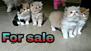 Provide healthy & breed certified cats 6. Best Persian Cat Breeder Found At Alappuzha Kerala Owner Of 50 Persian Cat Bird Eye Youtube