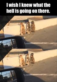 Pin Von Erik Nordholm Auf Schmarrn Lustige Tierbilder Lustige Bilder Von Tieren Lustige Tiere