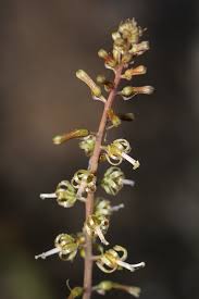 Image result for Drimia elata