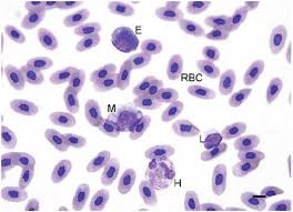 Nucleated rbc must be distinguished from lymphocytes, which they can closely mimic in blood. Effects Of Therapeutic And Toxic Agents On Erythrocytes Of Different Species Of Animals Intechopen