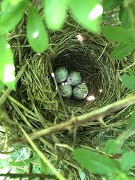 Birds And Their Nests Pictures Uk Yellowhammer Nunnery Lakes 2018 Bird Eggs Bird Nest Bird Feathers