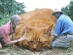 Check spelling or type a new query. Purrassic Park Photos Of Cats In Place Of Dinosaurs Are The Greatest On The Internet