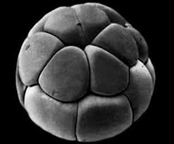 Sebagai makhluk hidup, maka sudah pasti manusia dapat berkembang dari waktu ke waktu. Pengertian Embrio Perkembangan Proses Dan Pertumbuhan